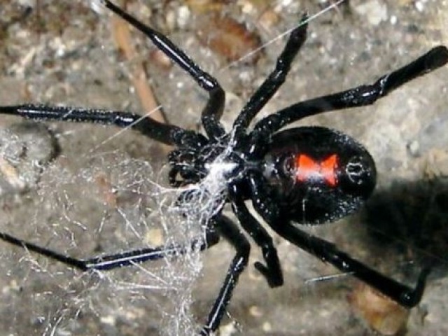 Sequía: preocupación por la araña viuda negra en el campo